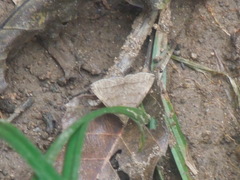 Zanclognatha griselda