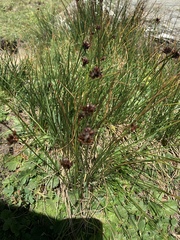 Juncus jacquinii