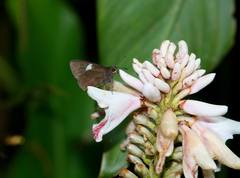 Notocrypta feisthamelii