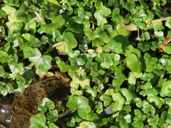 Ranunculus hederaceus