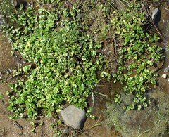 Ranunculus hederaceus