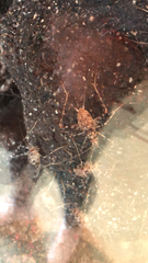 Phaeophilacris bredoides
