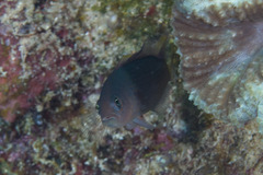 Pseudochromis marshallensis