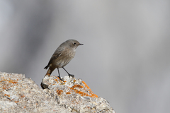 Phoenicurus ochruros gibraltariensis