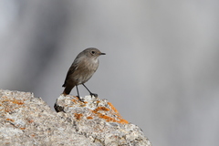 Phoenicurus ochruros gibraltariensis