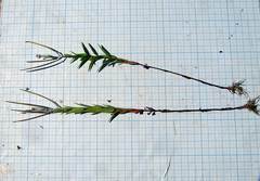 Epilobium fastigiato-ramosum