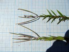 Epilobium fastigiato-ramosum