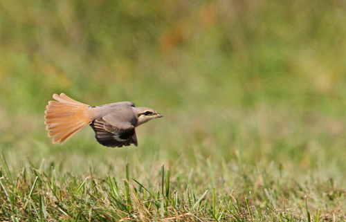 Pie-grièche isabelle (Lanius isabellinus)