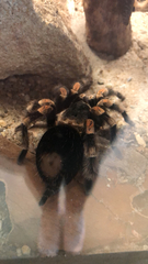 Brachypelma hamorii
