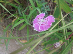 Dianthus chinensis