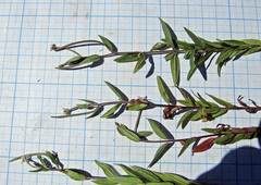 Epilobium fastigiato-ramosum