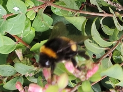 Bombus
