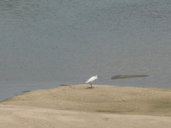Egretta garzetta