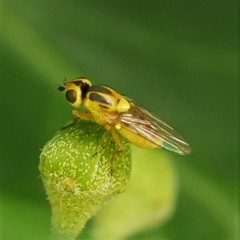 Thaumatomyia notata