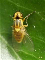 Thaumatomyia notata