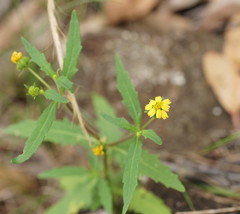 Sigesbeckia australiensis