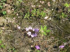 Dianthus woroschilovii