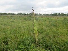Cirsium pendulum