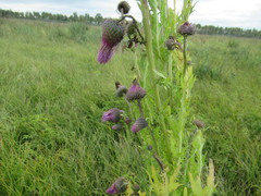 Cirsium pendulum