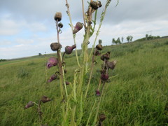 Cirsium pendulum