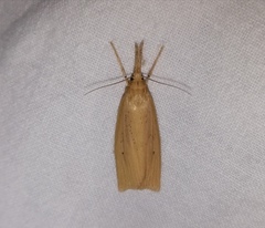 Chilo phragmitella
