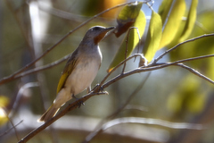 Conopophila rufogularis