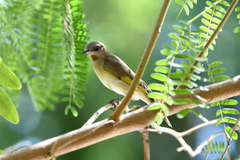 Conopophila rufogularis