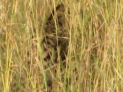 Leptailurus serval