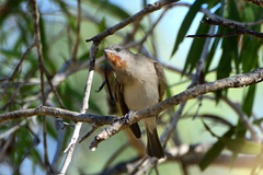 Conopophila rufogularis