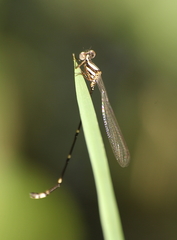 Platystictidae