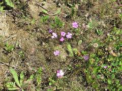 Dianthus woroschilovii