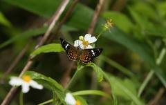 Celaenorrhinus maculosa