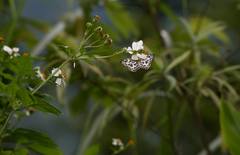 Abraximorpha davidii