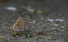 Lethe butleri