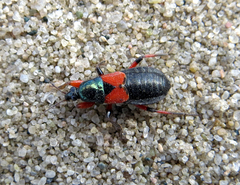 Prostemma aeneicolle