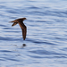 Jouanin's Petrel - Photo (c) Christoph Moning, some rights reserved (CC BY), uploaded by Christoph Moning