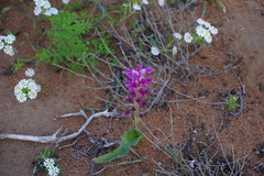 Lachenalia splendida