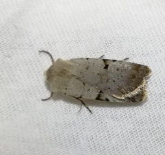 Chersotis margaritacea