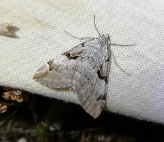 Aplocera praeformata