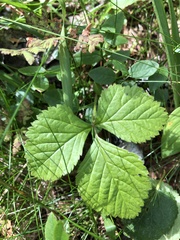 Rubus saxatilis