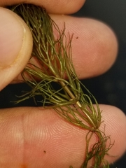 Ceratophyllum echinatum