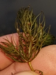 Ceratophyllum echinatum