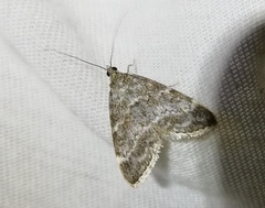 Evergestis sophialis