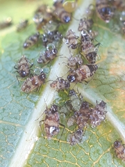 Callipterinella tuberculata