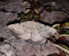 Odontognophos dumetata