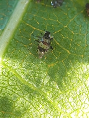 Callipterinella tuberculata