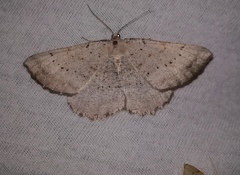 Odontognophos dumetata