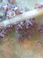 Callipterinella tuberculata