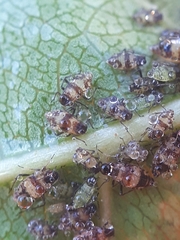 Callipterinella tuberculata