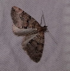 Thera cognata